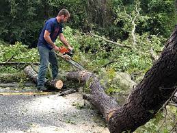 Vergennes, VT  Tree Services Company